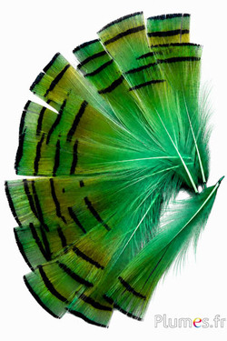 Fagiano dorato - 4-6 cm - arancione dorato-verde